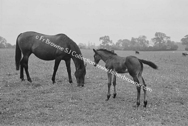 HEADFORD HOUSE  MISS ELIZABETH CLARKE WITH THOROUGHBRED MARES AND FOALS